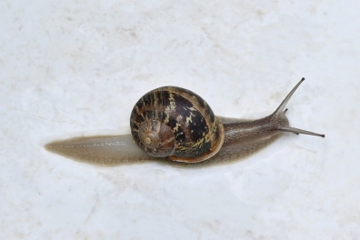 Observation de l'escargot Petit-gris - 2mn 32